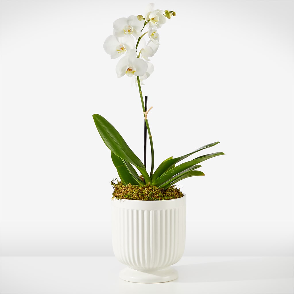 Whispering White Orchid – Beantown Florist, Everett MA