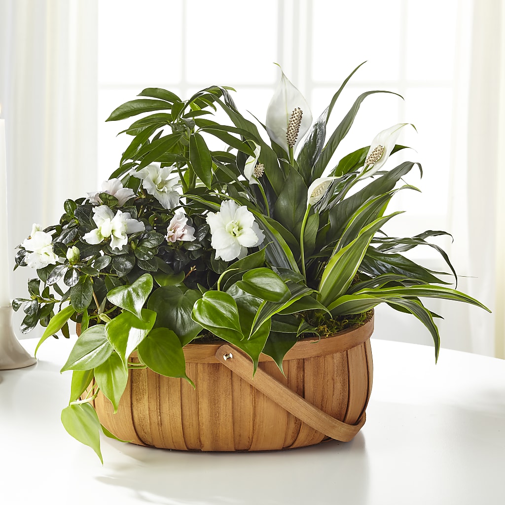 Serene Dishgarden – Beantown Florist, Everett MA