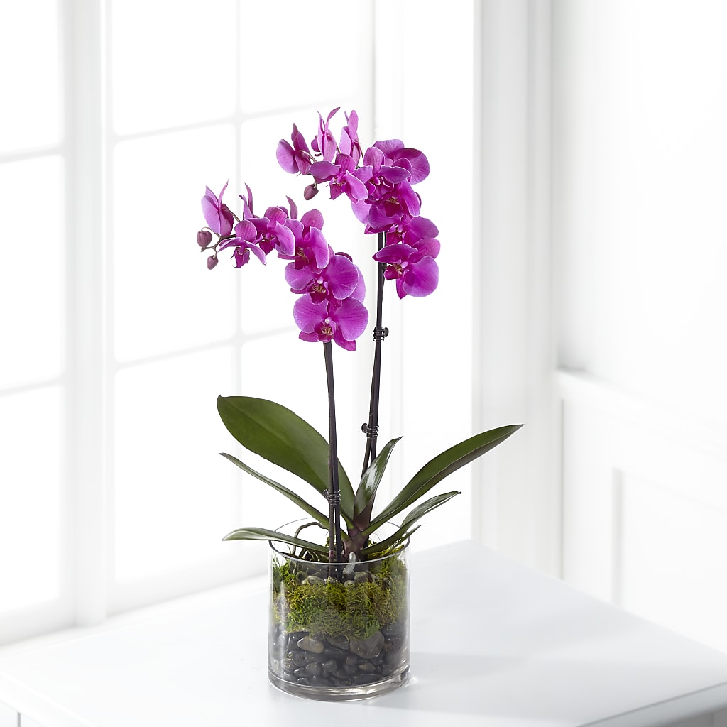 Pink Orchid Plant – Beantown Florist, Everett MA