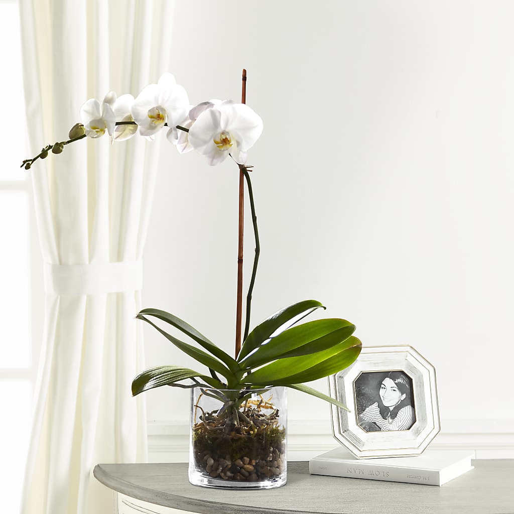 White Orchid Planter – Beantown Florist, Everett MA