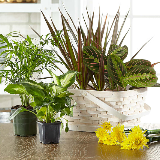 Florist Designed Blooming and Green Plants in a Basket –  Beantown Florist, Everett MA