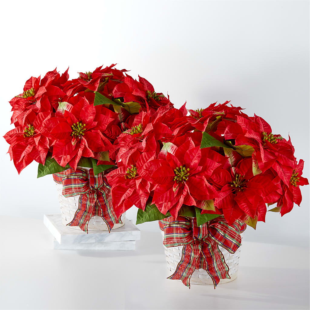Happiest Holidays Poinsettia Bundle –  Beantown Florist, Everett MA
