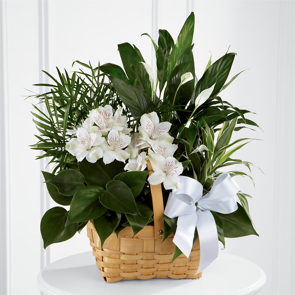 Peace & Serenity Dishgarden –  Beantown Florist, Everett MA