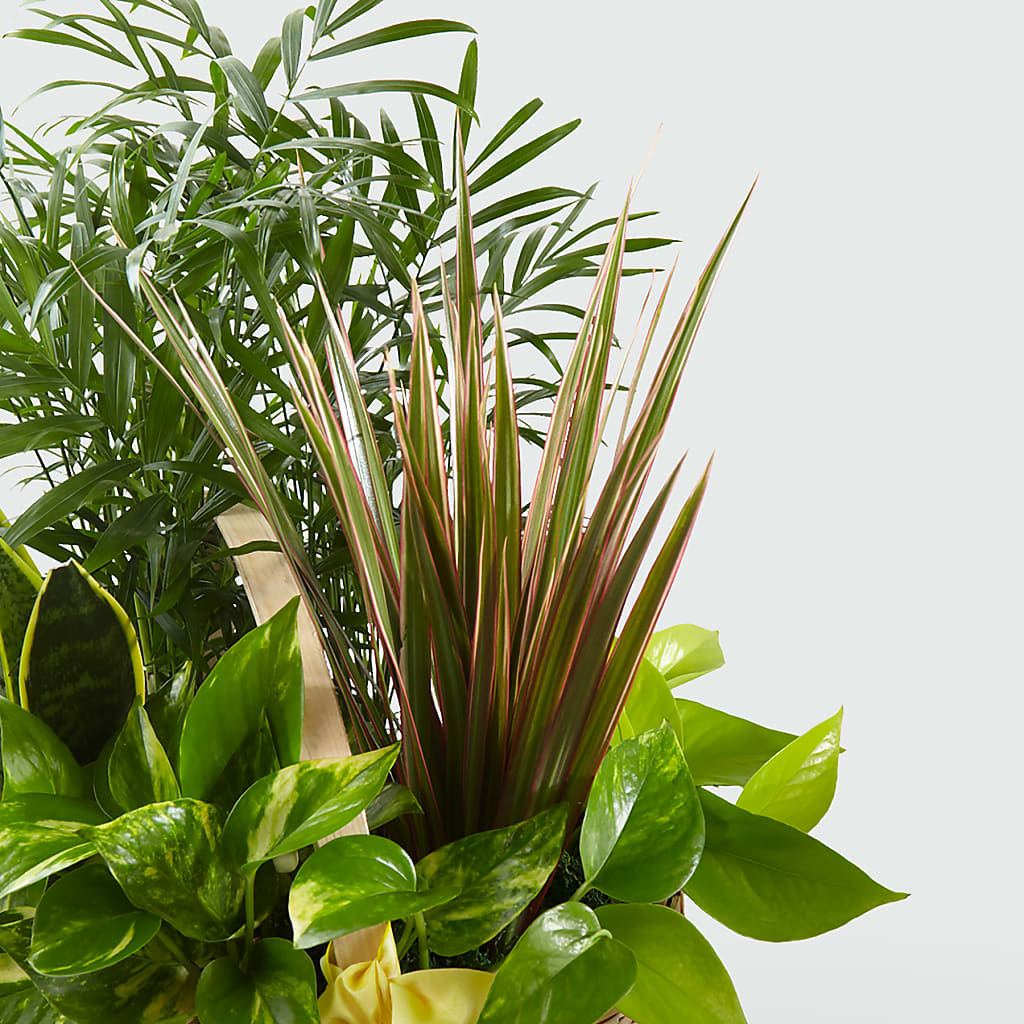 French Garden –  Beantown Florist, Everett MA