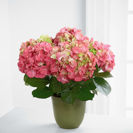 Pink Hydrangea Planter –  Beantown Florist, Everett MA