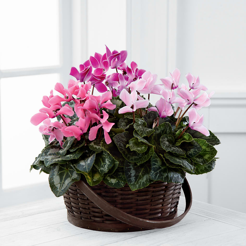 Mixed Cyclamen Planter –  Beantown Florist, Everett MA