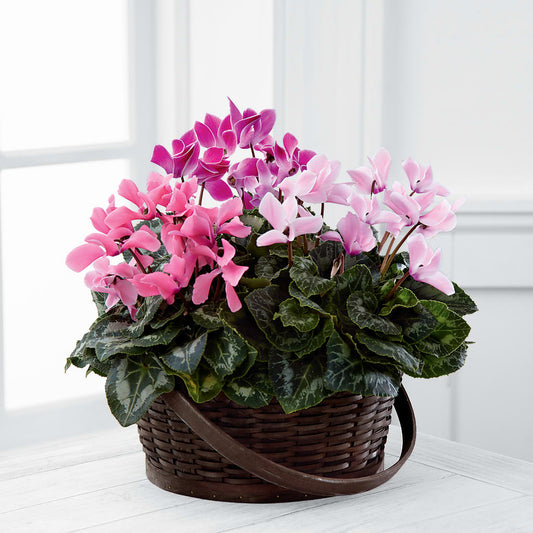 Mixed Cyclamen Planter –  Beantown Florist, Everett MA