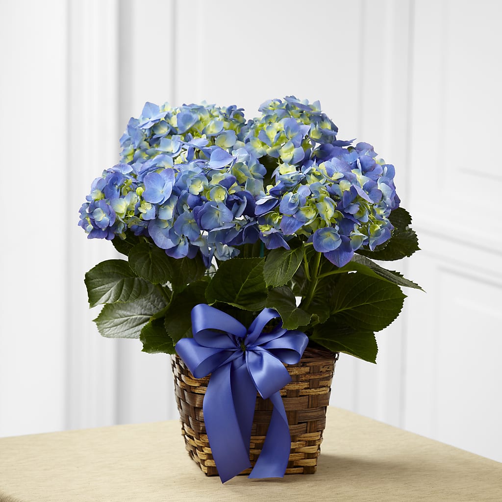 Blue Hydrangea Planter –  Beantown Florist, Everett MA