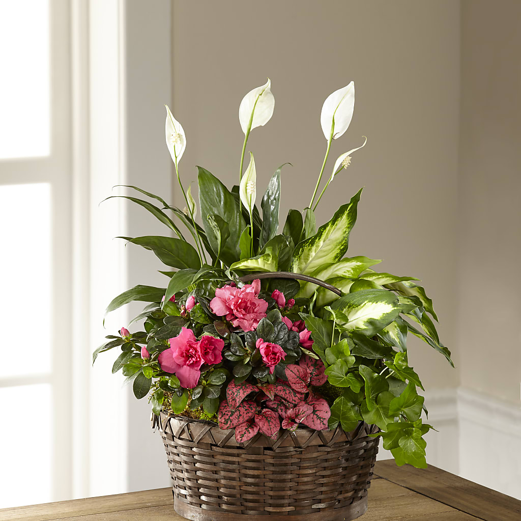 Dream in Pink Dishgarden –  Beantown Florist, Everett MA