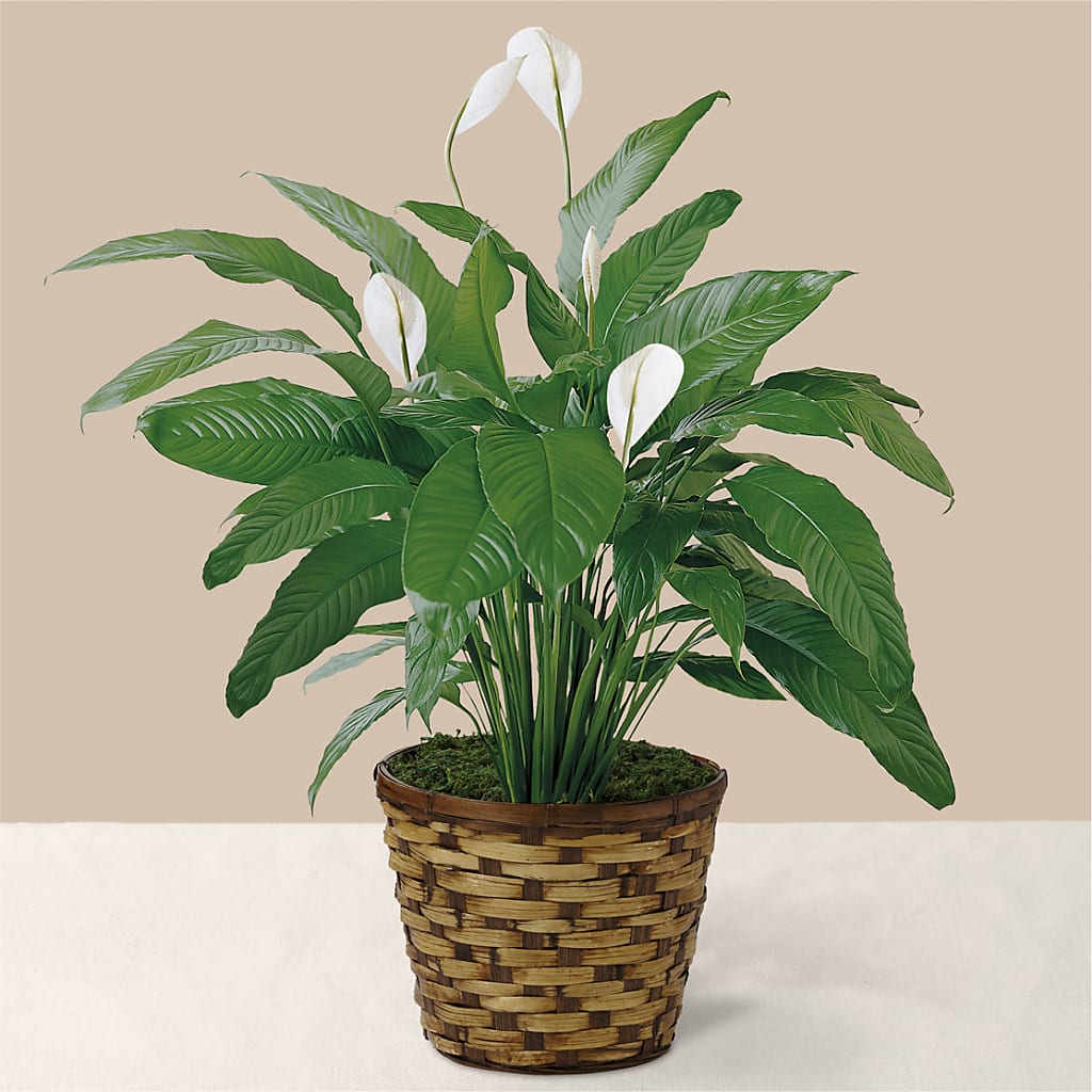 Tranquil Moments Peace Lily Plant –  Beantown Florist, Everett MA