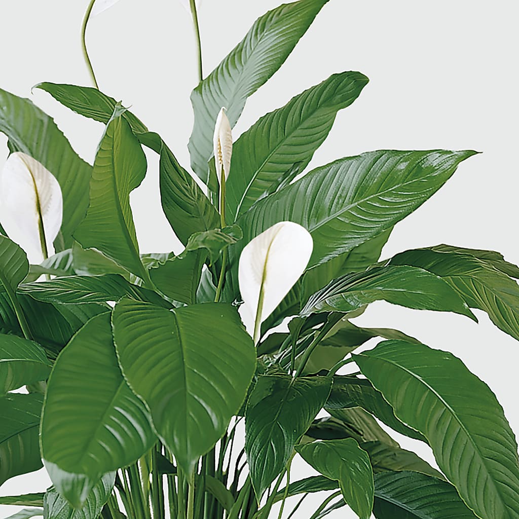 Tranquil Moments Peace Lily Plant –  Beantown Florist, Everett MA