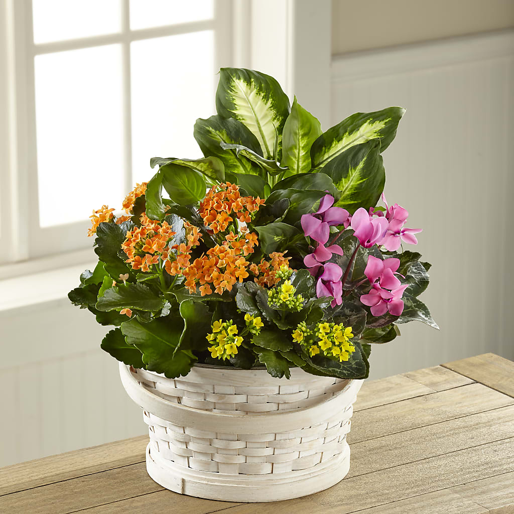 Color Crush Dishgarden –  Beantown Florist, Everett MA
