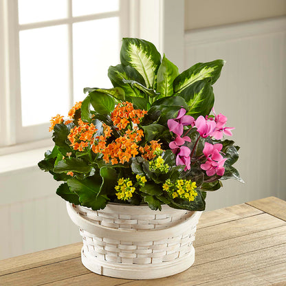 Color Crush Dishgarden –  Beantown Florist, Everett MA