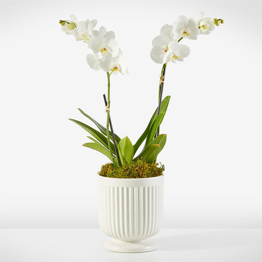 Whispering White Orchid –  Beantown Florist, Everett MA