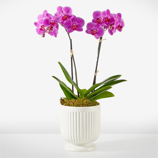 Friendly Fuchsia Orchid –  Beantown Florist, Everett MA