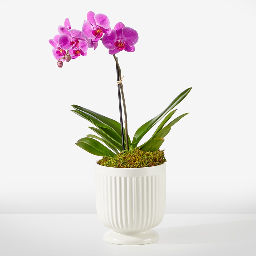 Friendly Fuchsia Orchid –  Beantown Florist, Everett MA