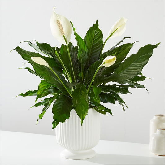 Comfort Planter –  Beantown Florist, Everett MA