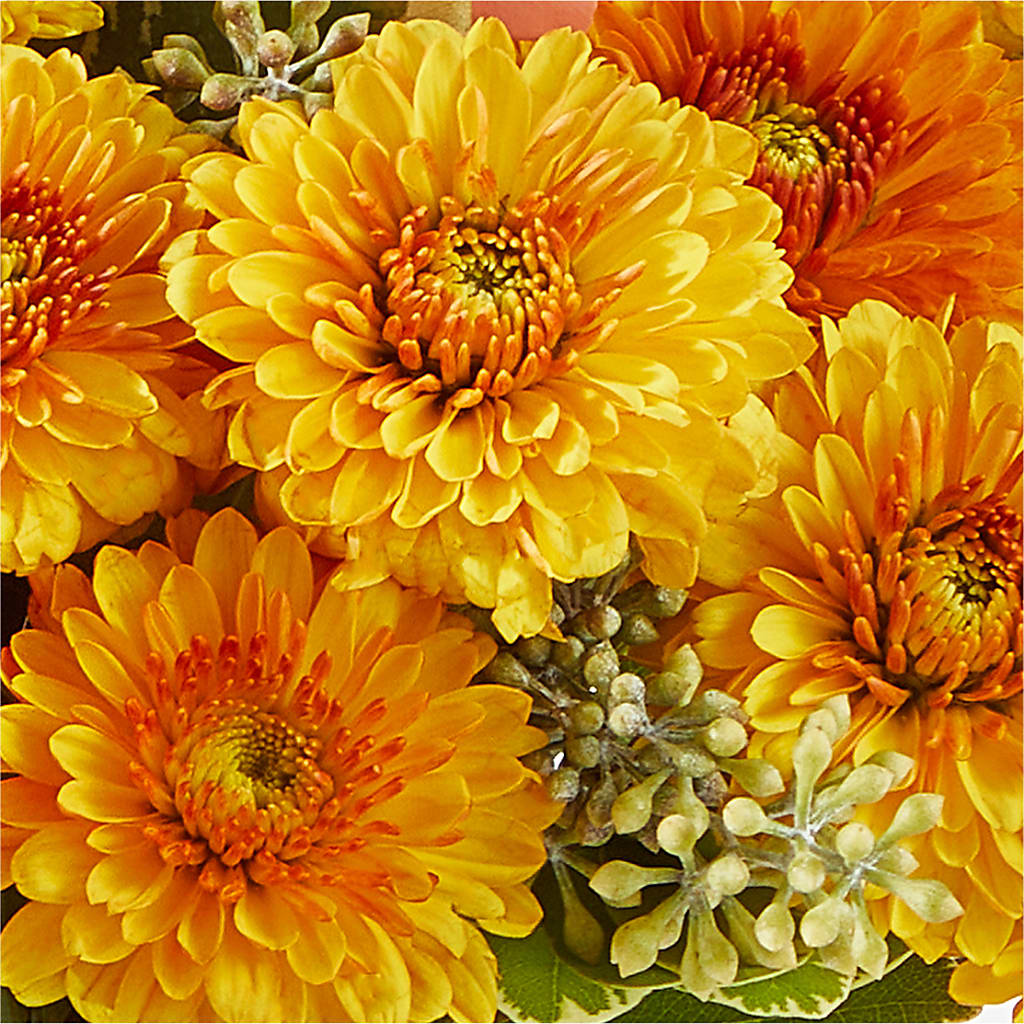 Peachy Pumpkin –  Beantown Florist, Everett MA