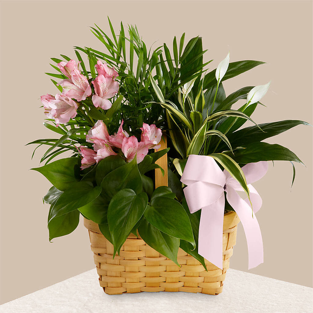 Living Spirit Dishgarden –  Beantown Florist, Everett MA