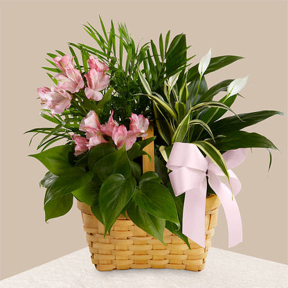 Living Spirit Dishgarden –  Beantown Florist, Everett MA