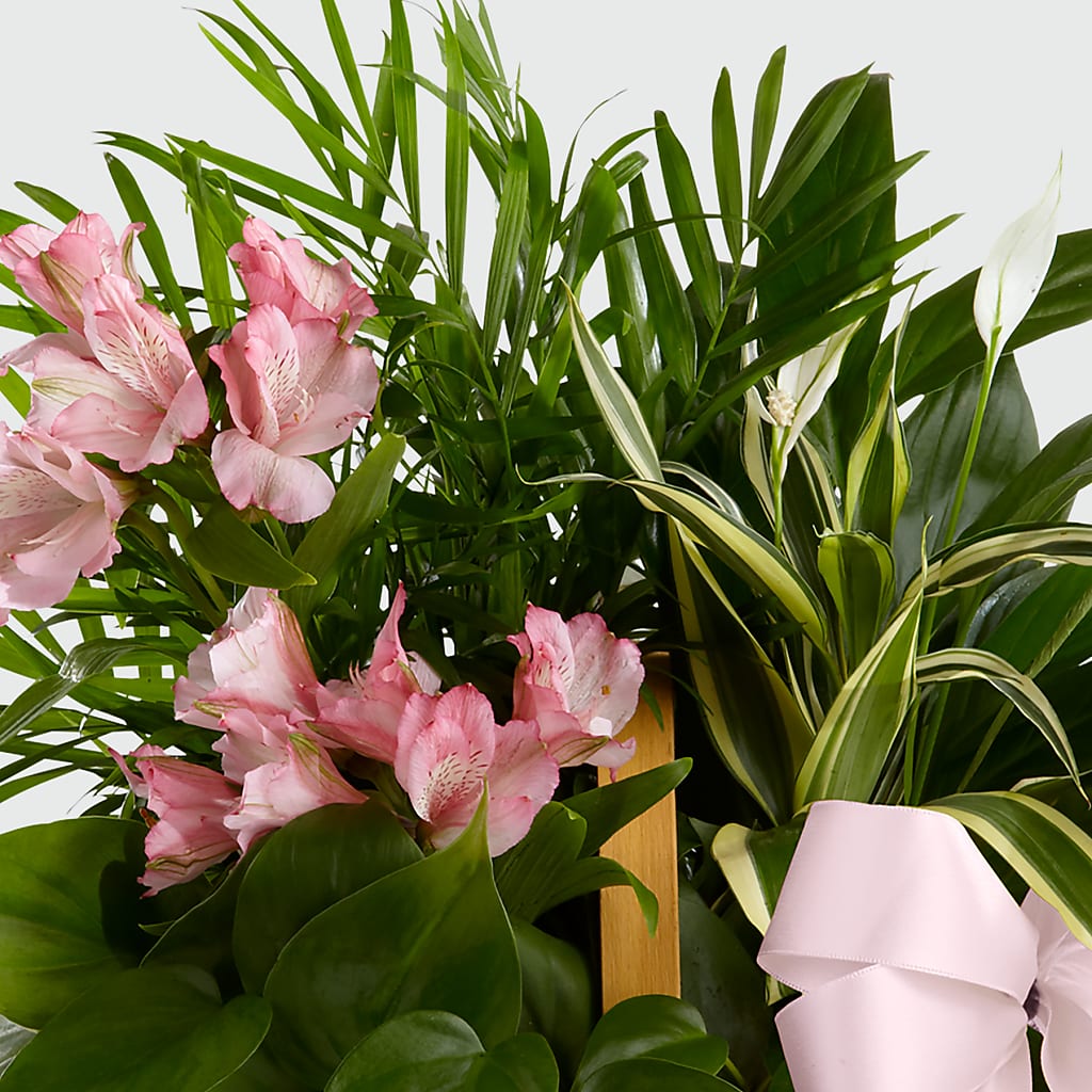 Living Spirit Dishgarden –  Beantown Florist, Everett MA