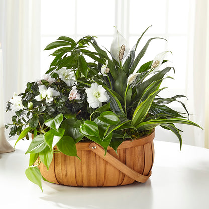 Serene Dishgarden –  Beantown Florist, Everett MA