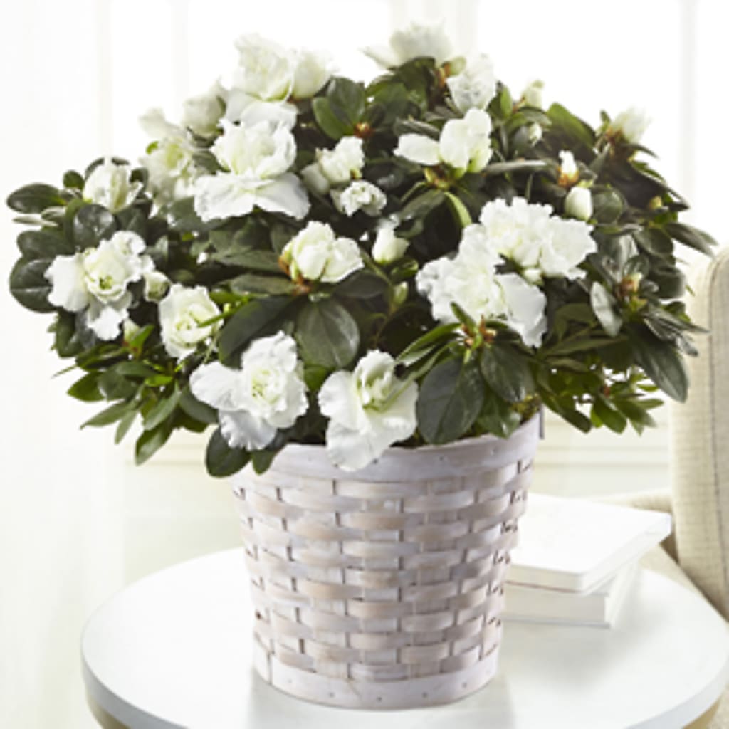 White Azalea Plant –  Beantown Florist, Everett MA
