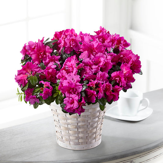 Hope & Serenity Azalea Plant –  Beantown Florist, Everett MA