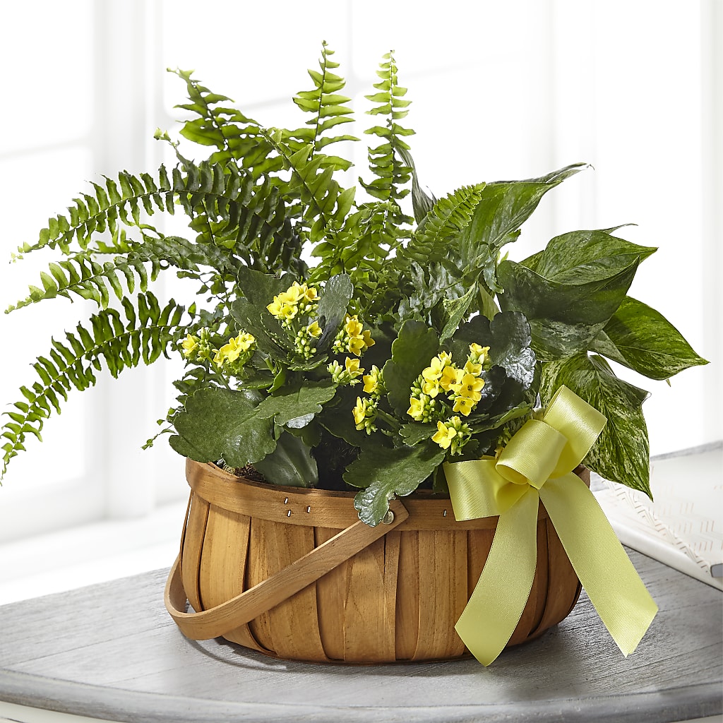Always Dear Dishgarden –  Beantown Florist, Everett MA