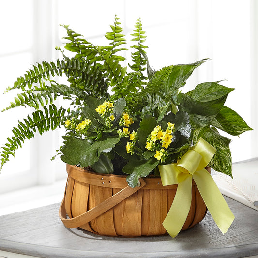 Always Dear Dishgarden –  Beantown Florist, Everett MA