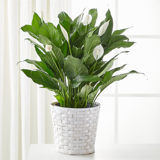 A New Leaf Peace Lily –  Beantown Florist, Everett MA