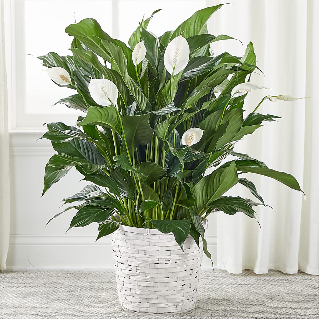 A New Leaf Peace Lily –  Beantown Florist, Everett MA