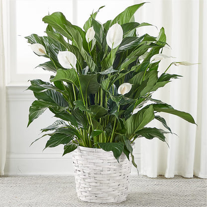 A New Leaf Peace Lily –  Beantown Florist, Everett MA