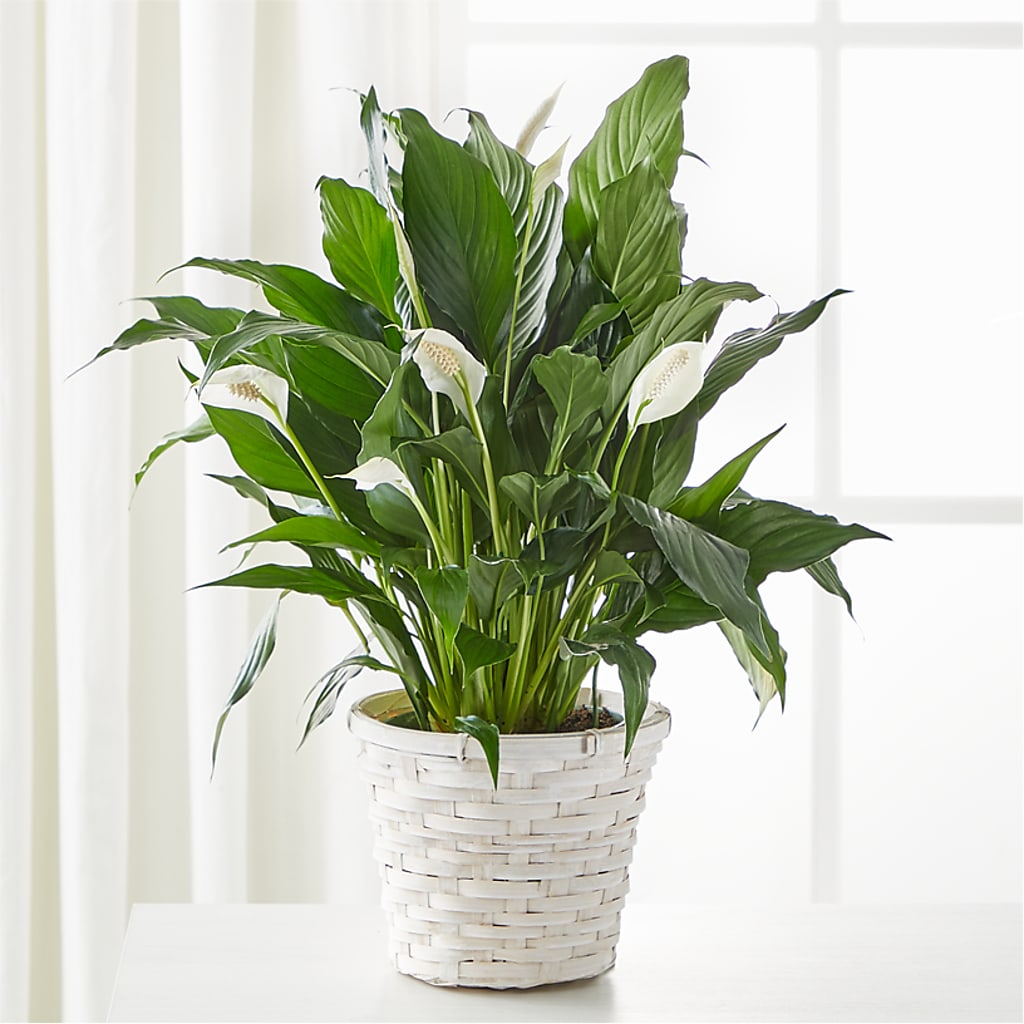 A New Leaf Peace Lily –  Beantown Florist, Everett MA