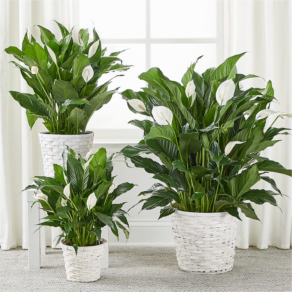 A New Leaf Peace Lily –  Beantown Florist, Everett MA