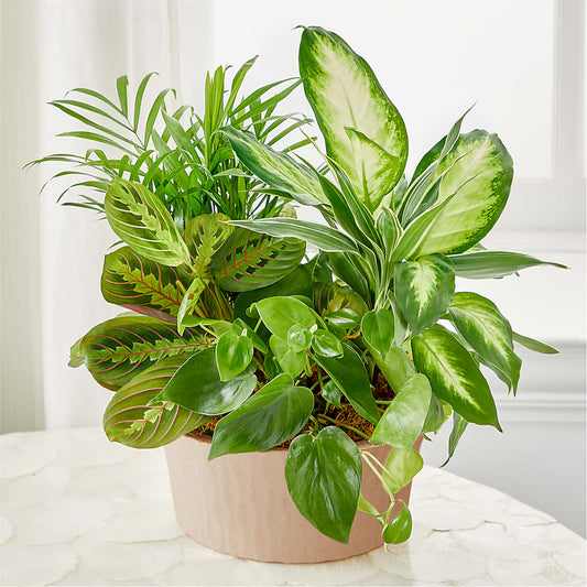 Balance & Harmony Dishgarden –  Beantown Florist, Everett MA