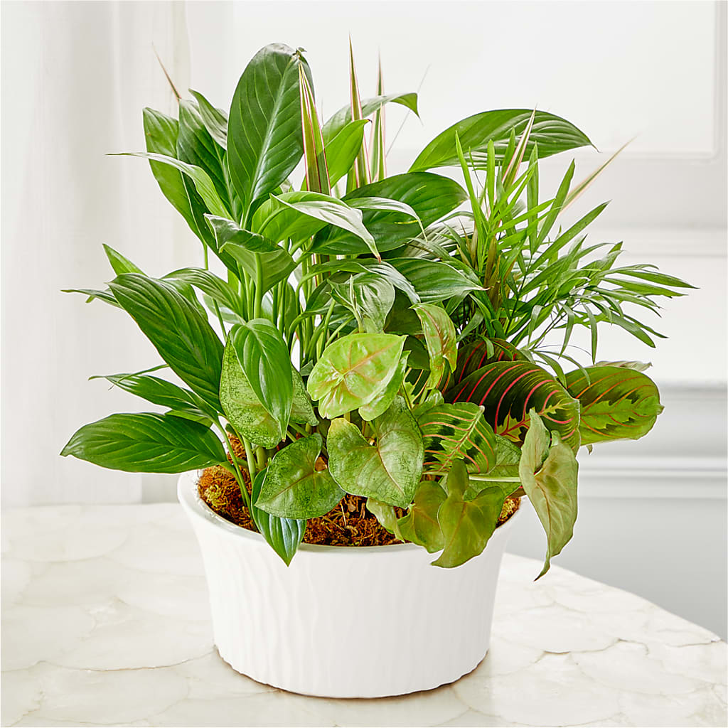 Balance & Harmony Dishgarden –  Beantown Florist, Everett MA