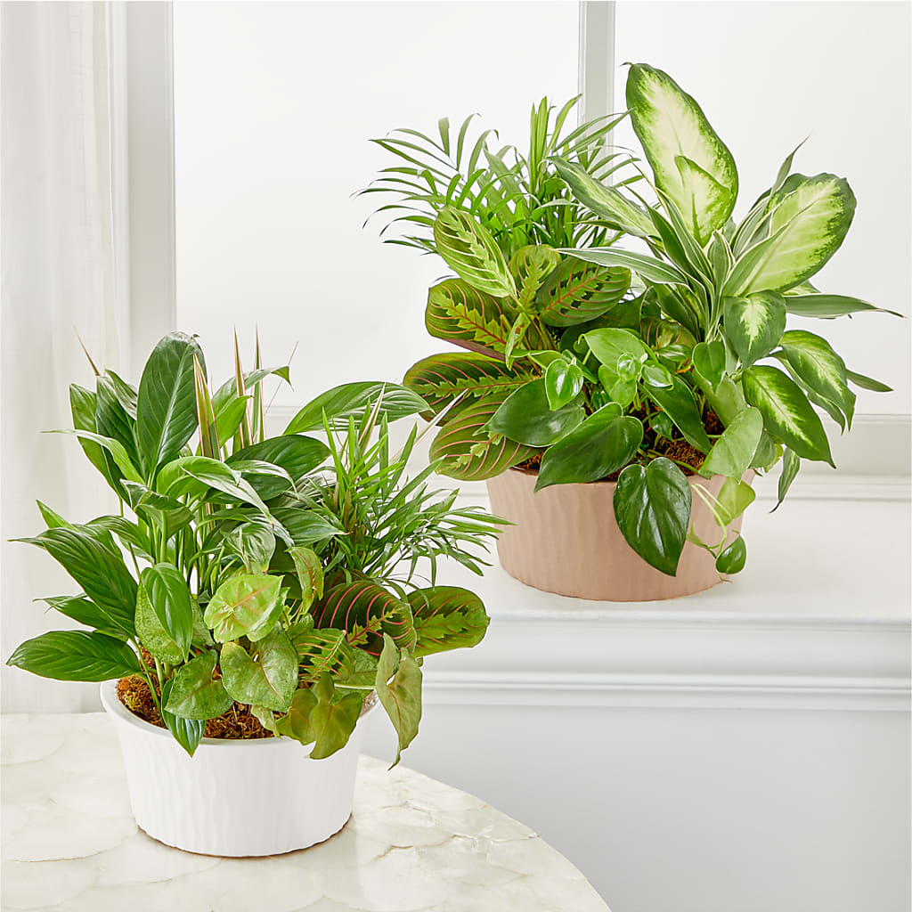 Balance & Harmony Dishgarden –  Beantown Florist, Everett MA