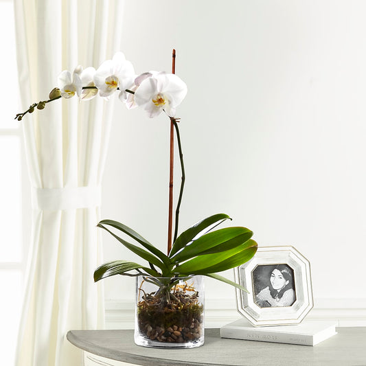 White Orchid Planter –  Beantown Florist, Everett MA