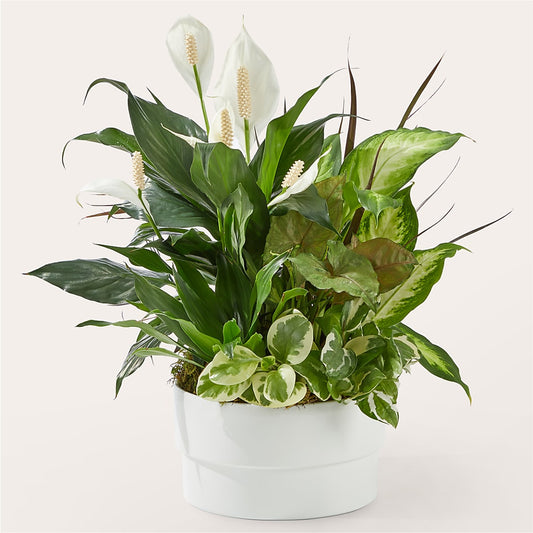 Radiating Positivity Dishgarden –  Beantown Florist, Everett MA