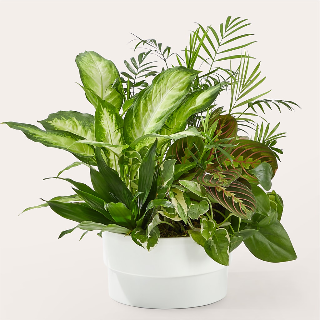 Radiating Positivity Dishgarden –  Beantown Florist, Everett MA